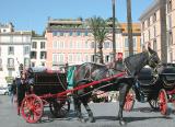 Horses in Piazza di Spania