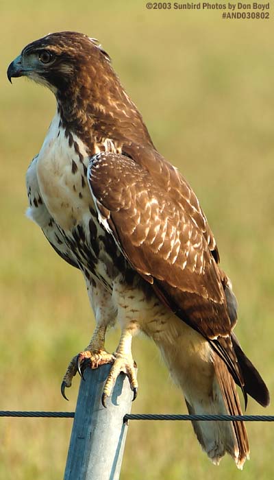 Juvenile Red-tailed Hawk bird stock photo #6163