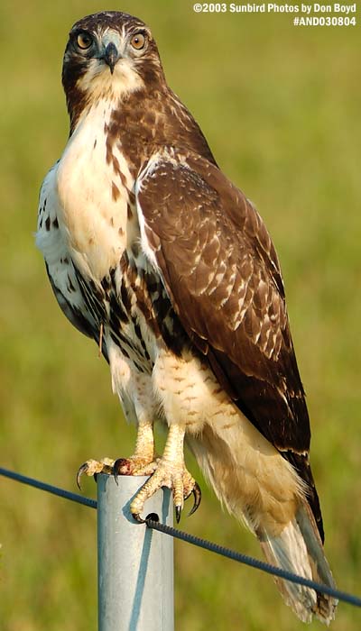 Juvenile Red-tailed Hawk bird stock photo #6169