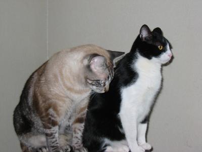 Milo and Dexter.jpg
