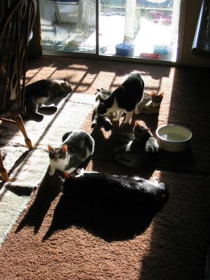 a place in the sun.jpg