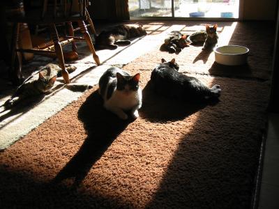 a place in the sun2.jpg