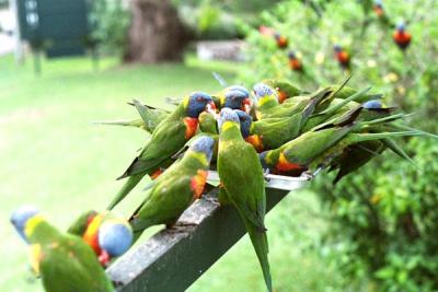 rainbow lorikeets