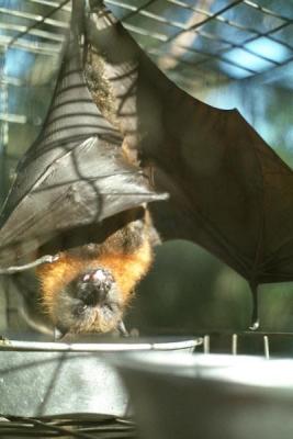 fruit bat