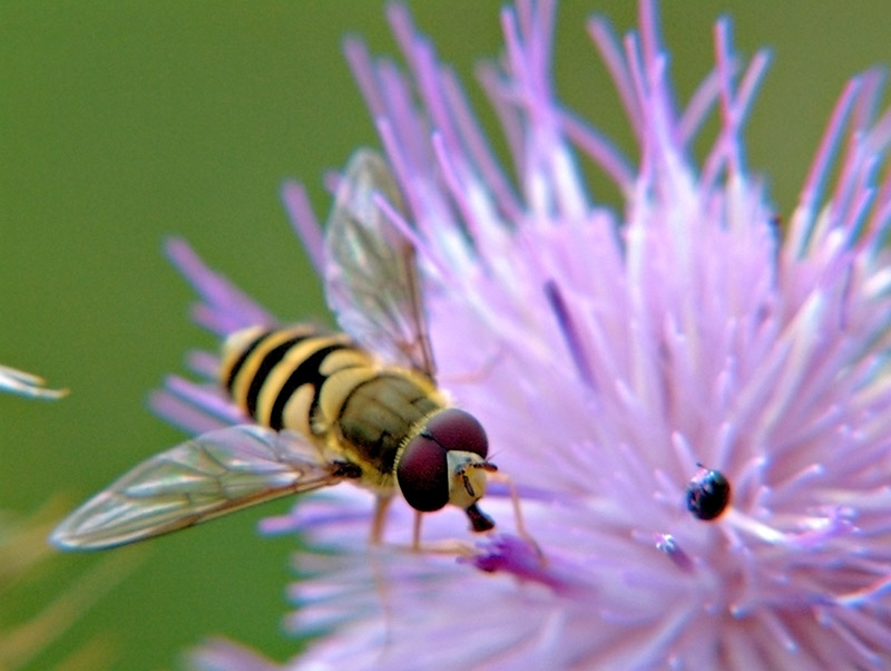 Hoverfly +6 close up filter