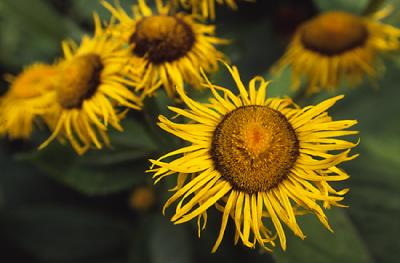 Copthorne sunflowers