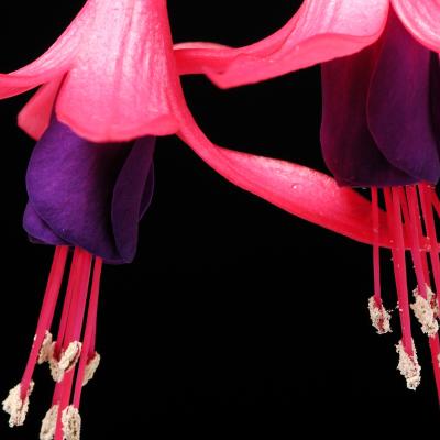 fuchsia 9 detail