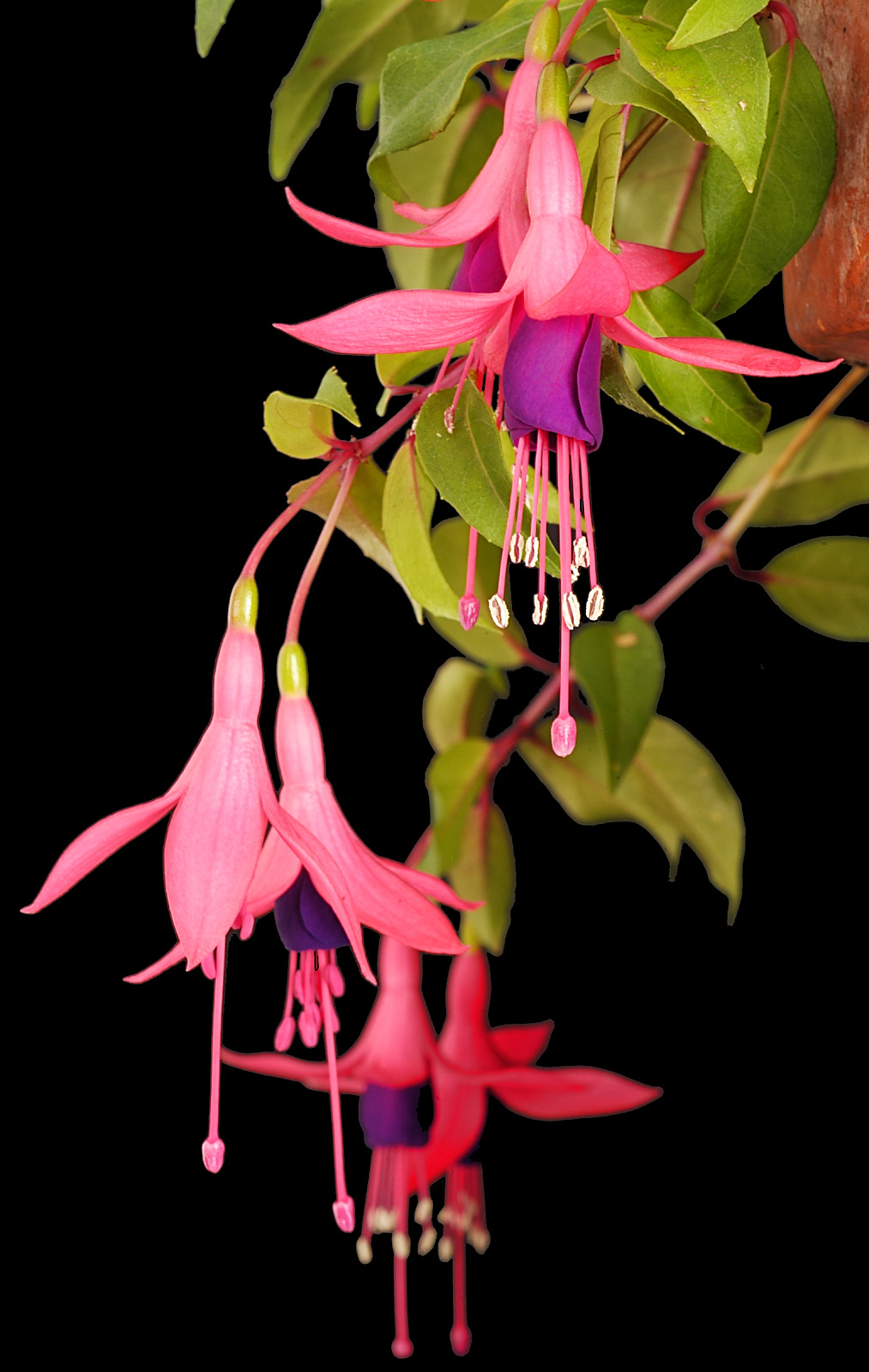 fuchsia 6