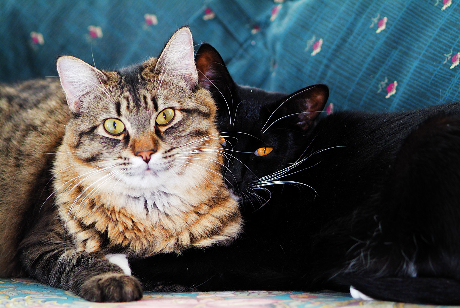 Benjy & Max on green loveseat 1