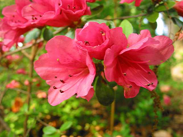 Fairy Bells