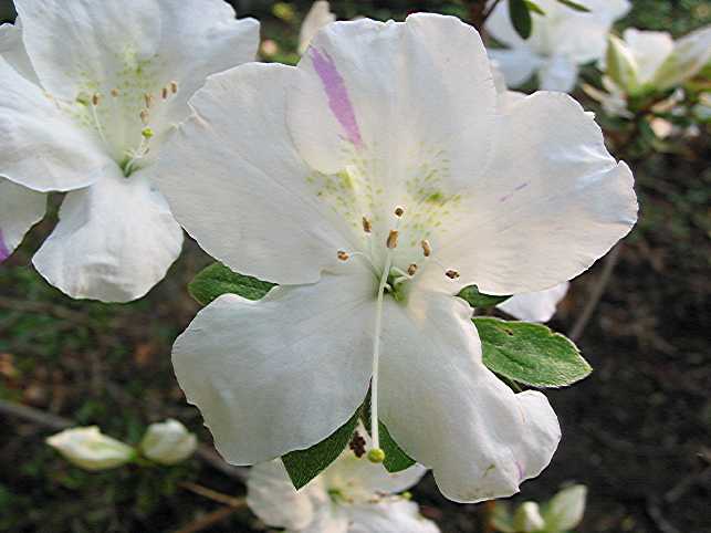 Moonstone