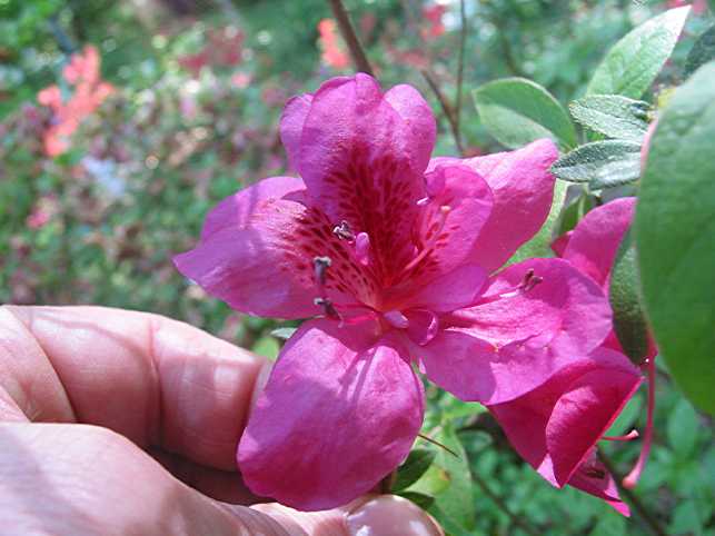 Rosette