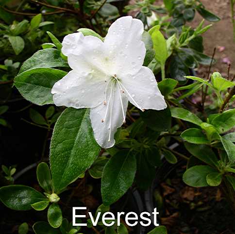 Everest