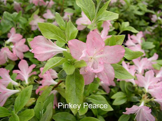Pinkey Pearce