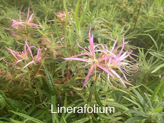 Linearifolium