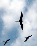 Magnificent Frigate Bird