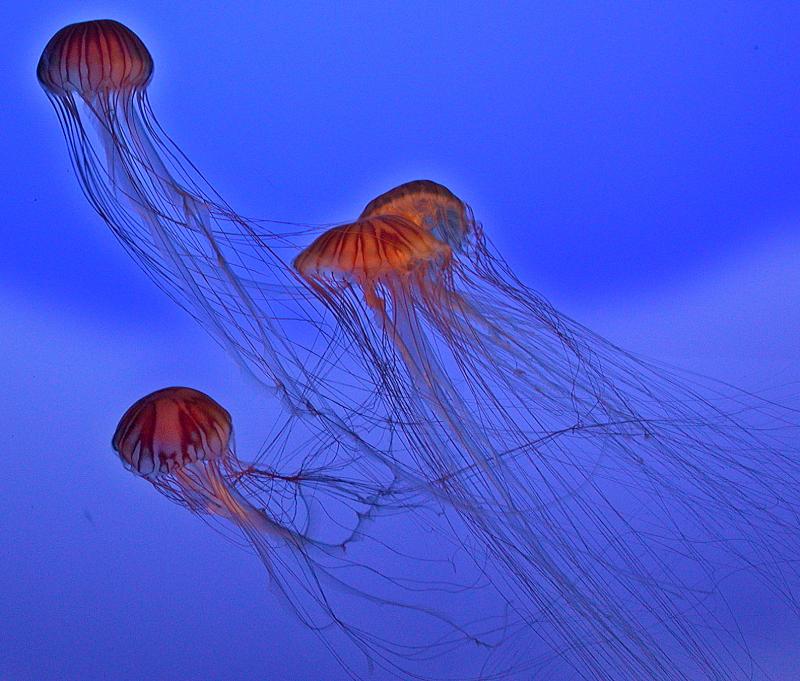 medusasDSCN5808.jpg