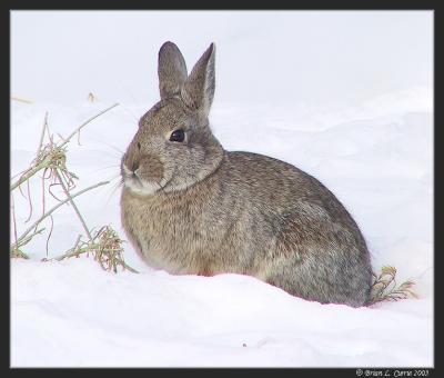 Cottontail pbase 1-1-03.JPG