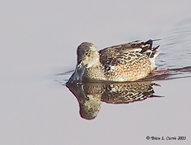 Northern Shoveler pbase 1-5-03.JPG