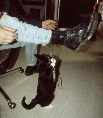Matt,cat,'96-1.jpg