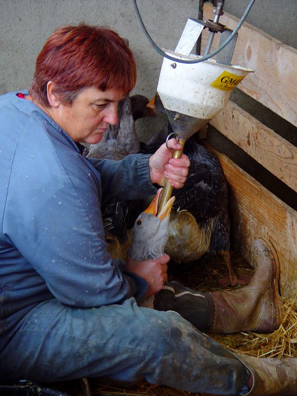 Force feeding a goose