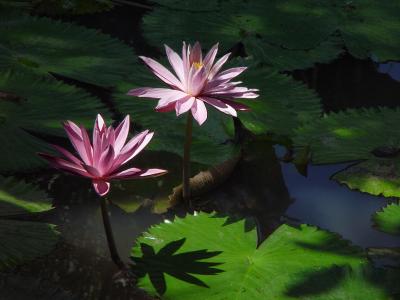 Water Lillies - Bali