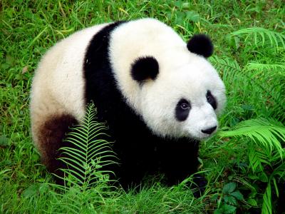 China - Chngd, Panda