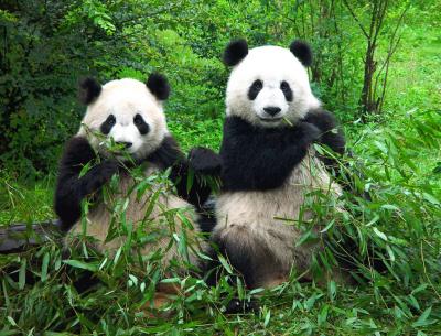 China - Chngd, 2 Pandas