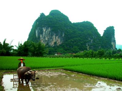 China - Yngshu, Rice Farmer