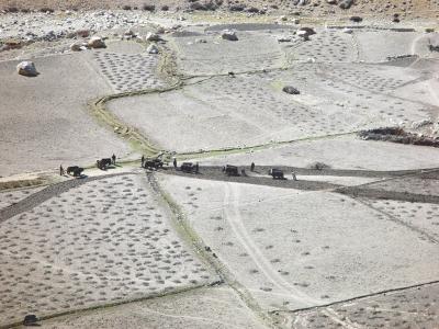 Tibet - Farmers plowing