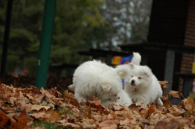 Nov23a_04_396.JPG