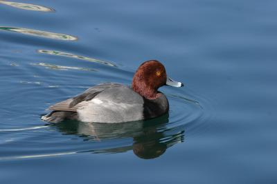 Redhead duck-Lake Mead, NV
