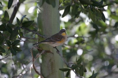 Yellow-rumped Warbler-Ash Canyon B&B,  AZ.