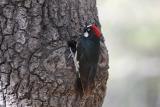 Acorn Woodpecker-Madera Canyon,  AZ