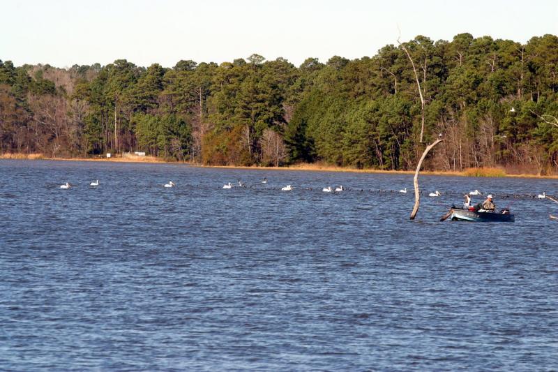 AMERICAN WHITE PELICANS