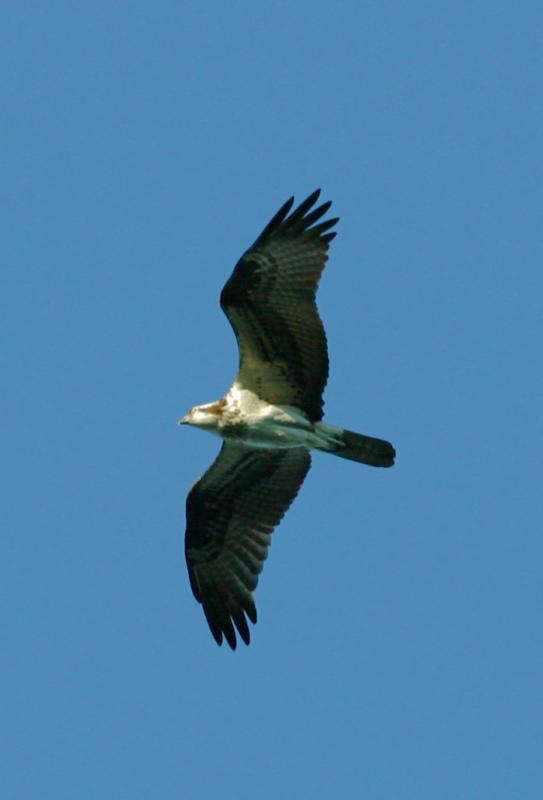 OSPREY II