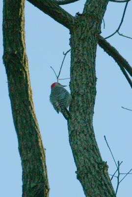 REB BELLIED WOODPECKER