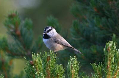 MOUNTAIN CHICKADEE