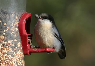 PYGMY NUTHATCH