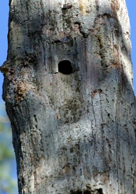 RED COCKADED WOODPECKER NEST