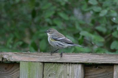 Yellow-Rumped Warbler I