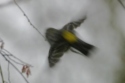 Yellow-Rumped Warbler III