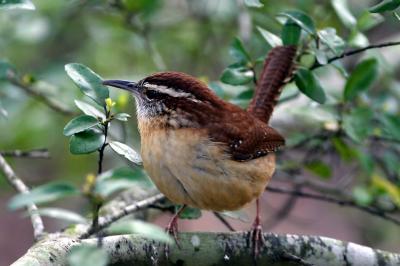 Carolina Wren II