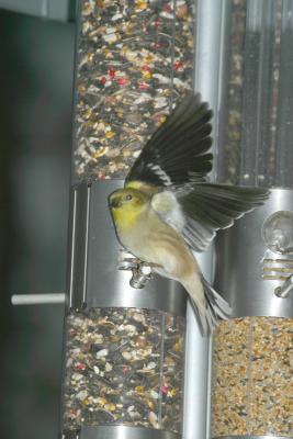 GOLDFINCH W OPEN WINGS