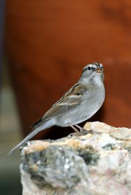 CHIPPING SPARROW I