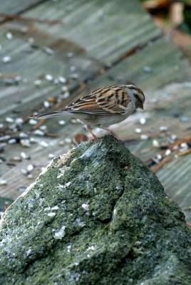 CHIPPING SPARROW II