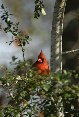 NORTHERN CARDINAL IN TREE