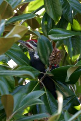 Pileated Woodpecker in Magnolia