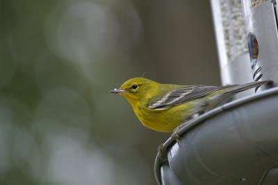 PINE WARBLER I