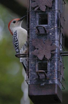 RED BELLIED MALE WOODPECKER